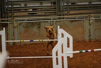 Check out that boy - agility debut at the GRCA Specialty Oct 2013 in Wichita Falls TX
