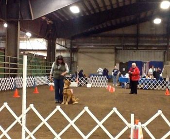 Yuba & Marty in the ring! Feb 2013
