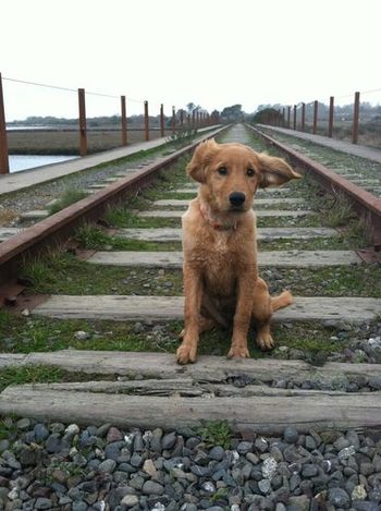 Check out those ears in the wind!
