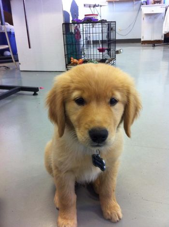 Wrigley at work with Mom
