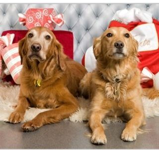 Christmas 2011@ Kansas Humane Society Fundraiser-Murphey & Tryn
