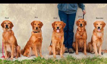 (Partial) Wild Litter Reunion Nov 8, 2013 @ Wichita Wheatland Agility Trial,
Wichita KS
