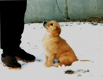 Showing his promise as an obedience dog!
