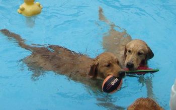 Buzz & Lacey in the pool and 6 months old!
