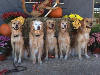 This is Storm and Punch along with 3 of their sons. From L to R: Havoc, Storm, Rumble, Punch, and Rush - GRCA Specialty Oct 2014
