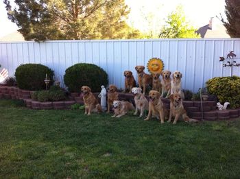 2nd annual golden day . 11 goldens , 10 people, 1 backyard , no fusses priceless !!! Wrigley on the far right side and brother buzz next to him. Second pic brothers playing together!! Fun night!!
