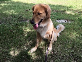 Oakley visiting Scott & Debbi's past dogs
