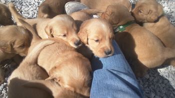 Outside in the big puppy pen 10-27-2011.
