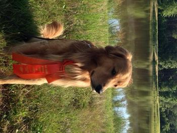 Gibbs obtains his JH title on 6/29/13.  What a handsome proud boy!
