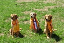 Red - 2nd and 3rd JH legs at his 2nd hunt test Tate - 3rd and 4th JH legs at his 3rd hunt test - Titled Bender - 1st and 2nd JH legs at his 1st hunt test
