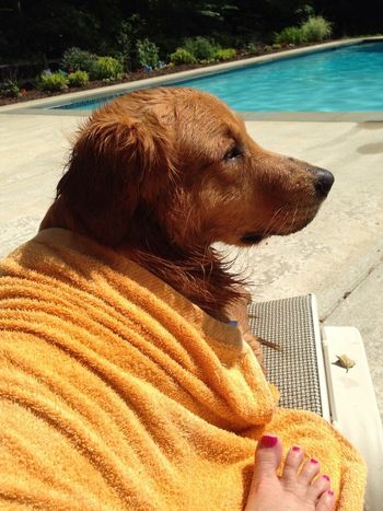 Gibbs sharing the chaise lounge with Mom - June 2014
