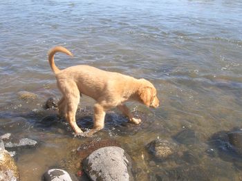 Buzz takes on the Yellowstone River
