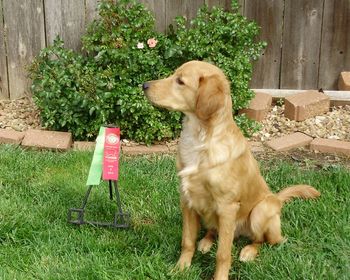 April 5, 2012 at the WGRC Golden Specialty at the Sunflower Cluster Dog Show, Wichita KS
