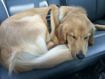 Oakley on her way to Grandma's house!
