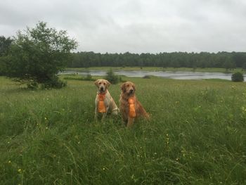 Jackson & Reve @ Waterville ME, 6-20-15. Both dogs Qualified for the Master Nationals! Congratulations to the training Buddies!
