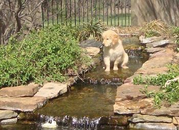 In the waterfall. 11 wks old
