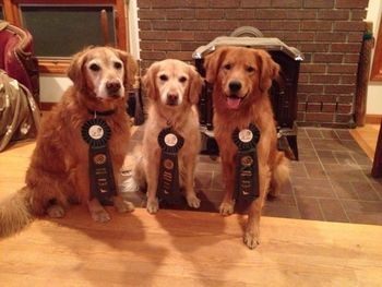 Nov 17, 2013.  Bounder gets his WC, Tempi WCX and Ace gets his WC.  Kansas City Golden Retriever Club!  IMPRESSIVE!
