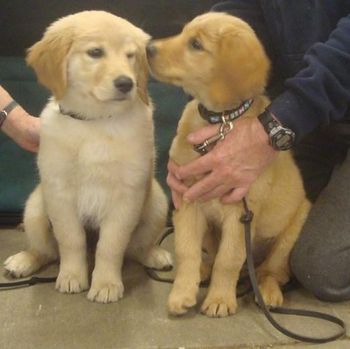 Lacey & Buzz at their first dog show!
