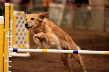 Wichita Wheatland Agility Trial, Wichita KS Nov 2013
