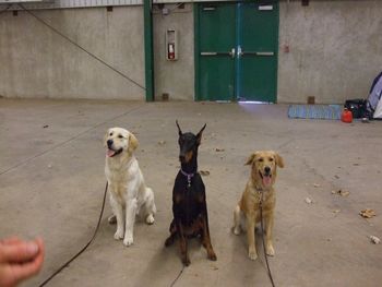 Forbes, Rani & Tryn - Nov 9th, 2008 Kansas Coliseum - Wichita KS - WDTC Agility Trial
