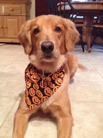 Riley (formerly Paisley) sent Halloween Greetings!
