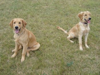 Johnny and sister Piper from the Game Litter. 5 months old. 9-30-15
