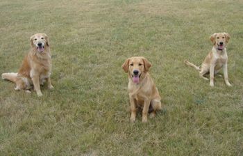 Three happy Wakemups at the dog park.....Lacey, Johnny and sister Piper. 9-30-15
