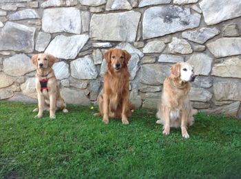 3 generations. Right to Left, Storm, Speedy & Tracer @ GRCA Specialty Oct 2014
