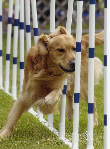 Lori and Storm have qualified for the GRCA Agility Hall of Fame!
