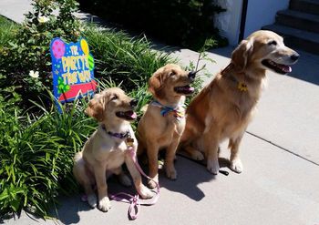 Piper, Johnny & Lacey - 8-15-15
