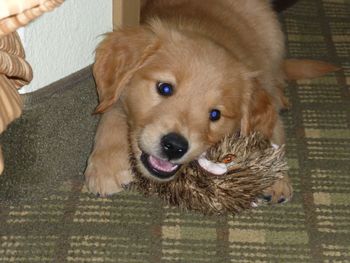 Jimmy in hotel in Wichita Falls, TX- Jimmy loves toys!
