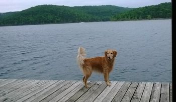 Lacey working on dock dog diving at Table Rock!
