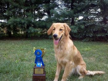 9 month old Ticket WON the junior/senior stake of Buckeye Retriever Club's Single Field Trial July 29, 2012
