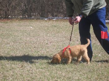 Buzz's 1st track at 9 weeks
