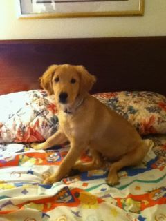 Gibbs in his first hotel room. He has picked this bed to sleep in. NOT!
