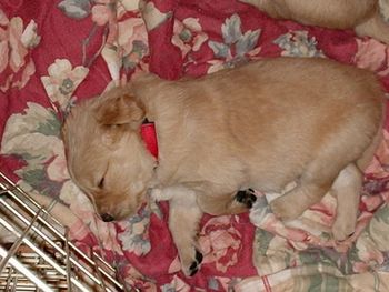 Biscuit at 3 weeks.
