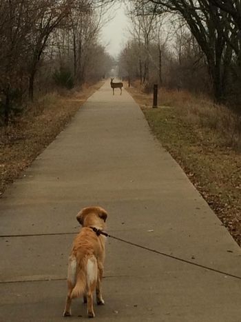 Oakley & Deer standoff!
