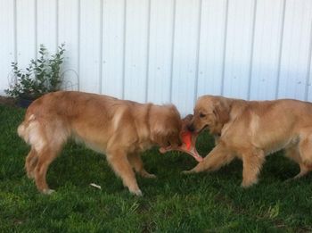 Brothers Wrigley & Buzz!
