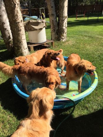 Rub a Dub Dub - 3 Wakemup's in the tub. 8/5/15. Risky, Dusty & Maggie!
