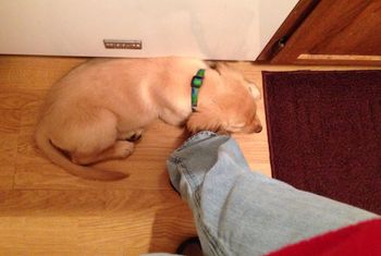 River's favorite spot in the kitchen!
