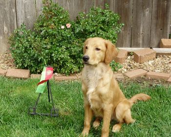 Red - 1st Qualifying ribbon. Rally Novice at 6 months
