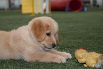 taken to his 2nd agility show and....
