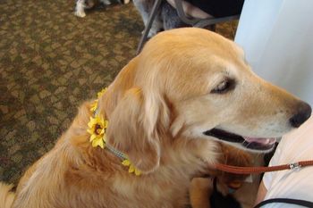 Lacey at the Canine Friends Birthday party! 8-15-15
