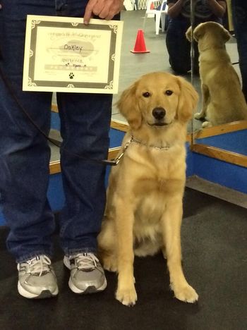 Oakley & Scott graduate basic obedience class!
