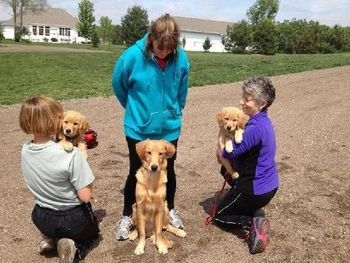 Jonah from the Wild litter - surrounded by puppies from the Rewired Litter - Echo on the left and Jimi on the right 5-2-12
