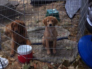 Booker & Lincoln waiting for mom to finish stewarding. Aug 2015
