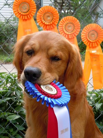 Sunflower Retriever Hunt Test Fall River, KS April 28-29, 2012 Buzz brought home his final leg for his JH Title
