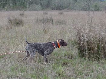 Foster in the field
