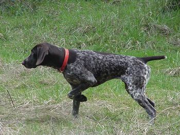 "ROCKY" CH SNOWCREEKS AVALANCHE, JH
