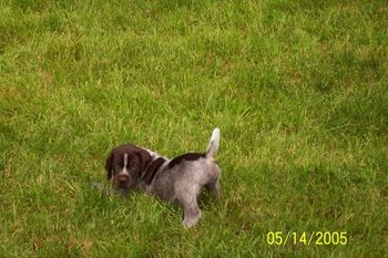 "BABY IN THE GRASS"
